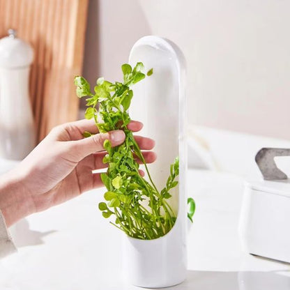 boite-de-conservation-herbes-fraiches
